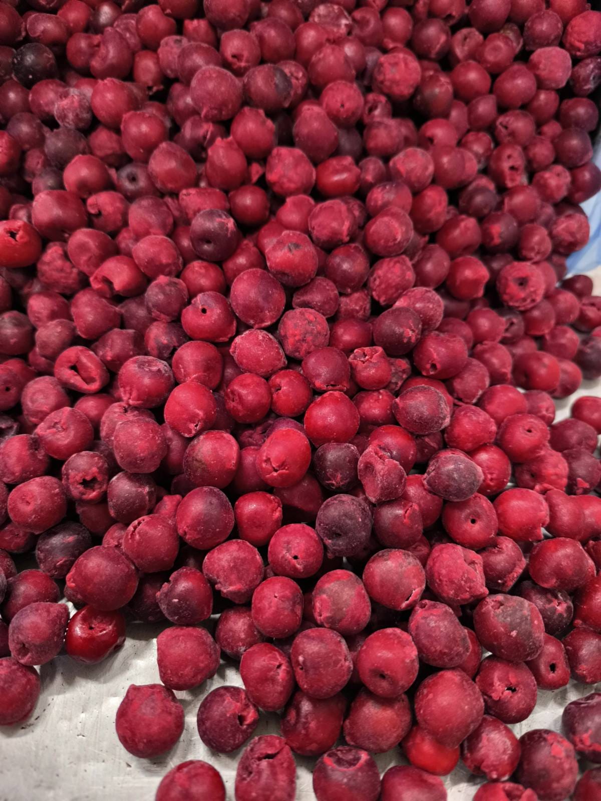 IQF Pitted Sour Cherries — Oblačinska variety